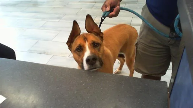 A young large-sized female German Shepherd Dog dog named Mimi for adoption in Charlotte, NC
