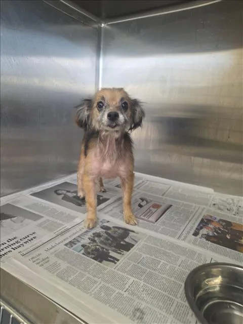 A senior small-sized female Chihuahua dog named Riley for adoption in Los Angeles, CA
