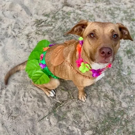 A young medium-sized female Brown / Chocolate Pit Bull Terrier dog named Minnie for adoption in Leesville, SC