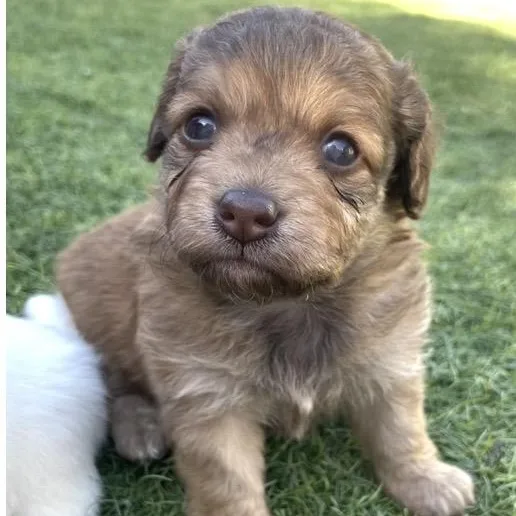A baby small-sized female Yellow / Tan / Blond / Fawn Mixed Breed dog named Veronica for adoption in Santa Rosa, CA