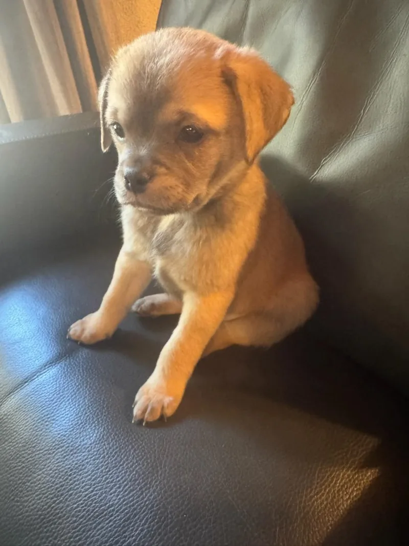 A baby small-sized male Bicolor Pug dog named Woolfy for adoption in Seal Beach, CA