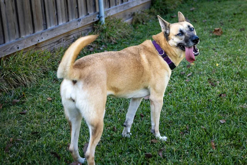 An adult medium-sized female Yellow / Tan / Blond / Fawn Shepherd dog named Sage Cowan for adoption in Pearland, TX