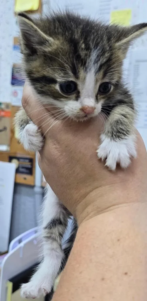 A baby small-sized male Domestic Medium Hair cat named Luke for adoption in Kell, IL