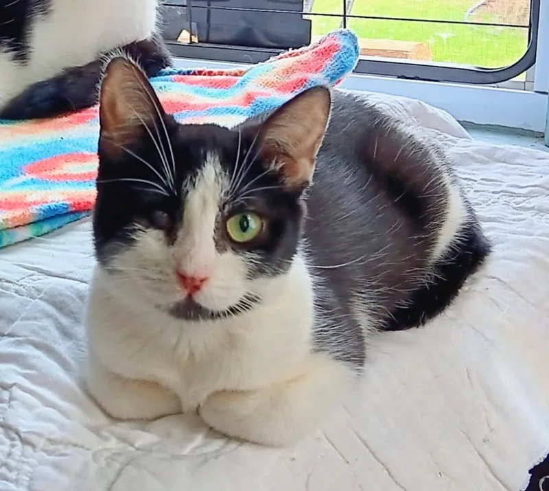 A baby small-sized female Domestic Short Hair cat named Dot for adoption in Hagaman, NY