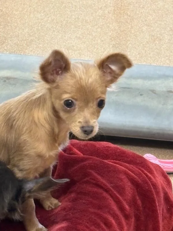 A baby small-sized female Chihuahua dog named Serena for adoption in Santa Rosa, CA