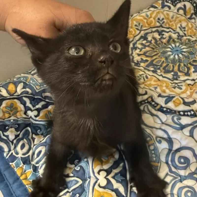 A baby small-sized female Domestic Short Hair cat named Muffin for adoption in Rocky Mount, VA