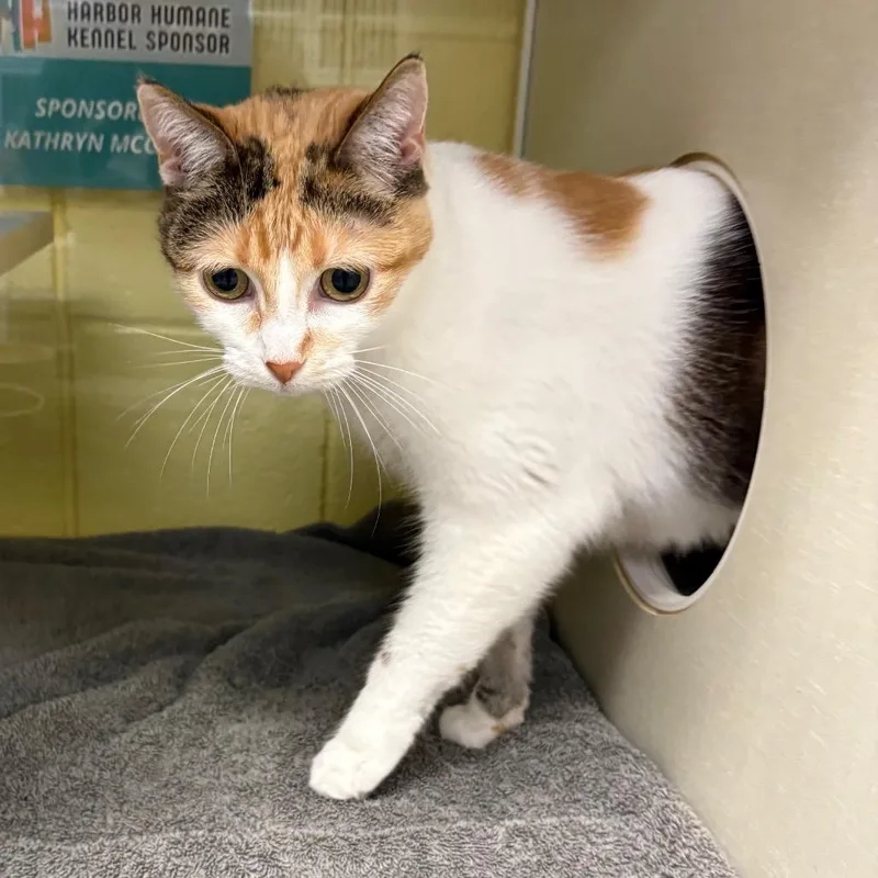 A senior large-sized female Calico Domestic Short Hair cat named Tetra for adoption in West Olive, MI