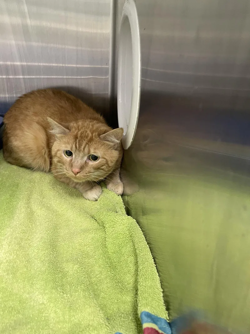 An adult medium-sized male Tabby (Orange / Red) Tabby cat named Baphy for adoption in Georgetown, KY