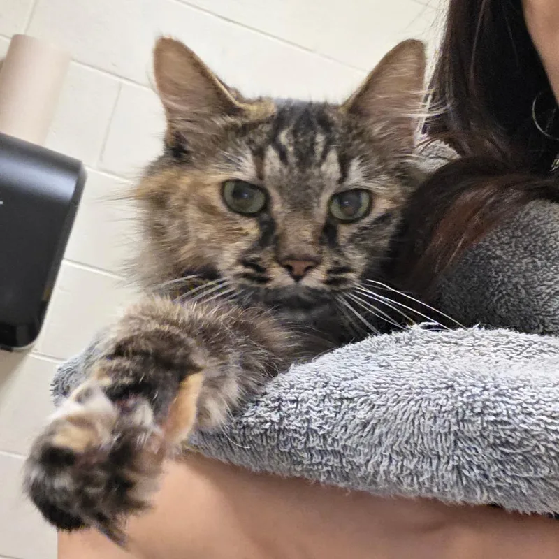 An adult medium-sized female Brown / Chocolate Domestic Medium Hair cat named Marshmallow for adoption in Bristol, IN