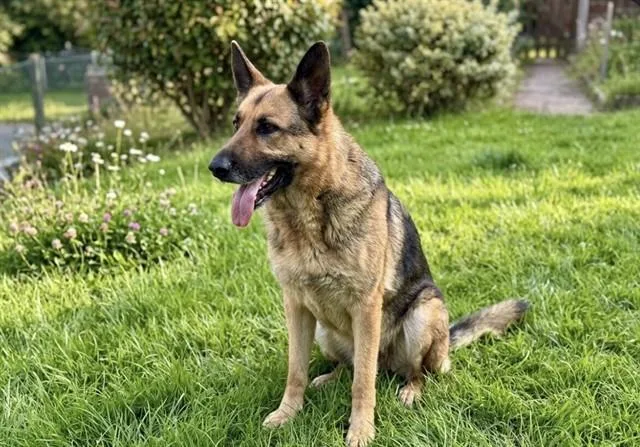 An adult medium-sized male German Shepherd Dog dog named Odin for adoption in Baldwin Park, CA
