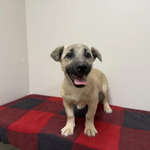 A baby medium-sized female Yellow / Tan / Blond / Fawn German Shepherd Dog named AGeorgina for adoption in Bend, OR