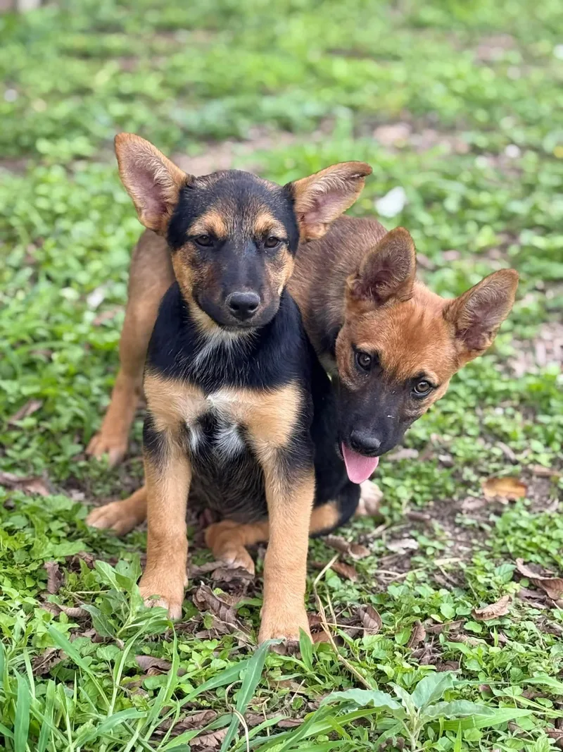 A baby medium-sized female Black German Shepherd Dog dog named Bert And Bertha for adoption in Hamden, CT