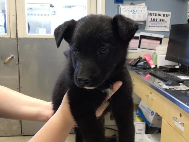 A young small-sized female Shepherd dog named Honey for adoption in Riverside, CA