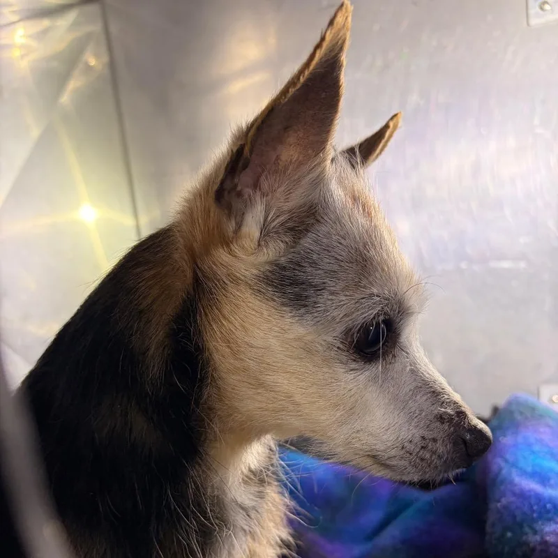 A senior small-sized male Yellow / Tan / Blond / Fawn Chihuahua dog named Archibald for adoption in Philadelphia, PA
