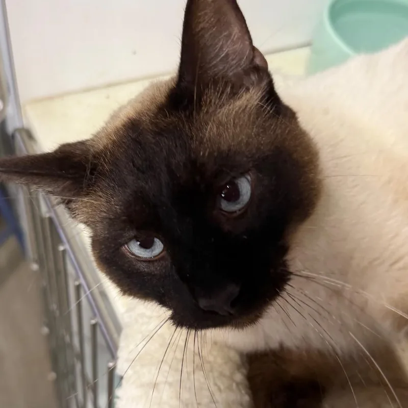 A young large-sized male Siamese cat named Miso for adoption in mount vernon, AR