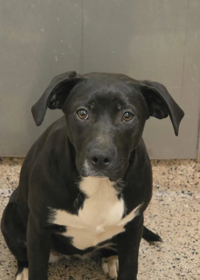 An adult medium-sized female Black Mixed Breed dog named Arya for adoption in Aiken, SC