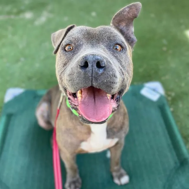 An adult medium-sized male Pit Bull Terrier dog named Diesel for adoption in Tucson, AZ