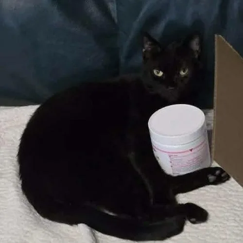 An adult medium-sized male Black Domestic Short Hair cat named Salem Craftsman for adoption in Tipp City, OH