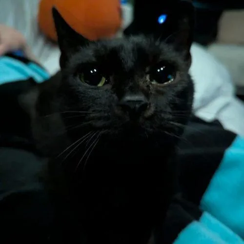Salem Craftsman thumbnail 5