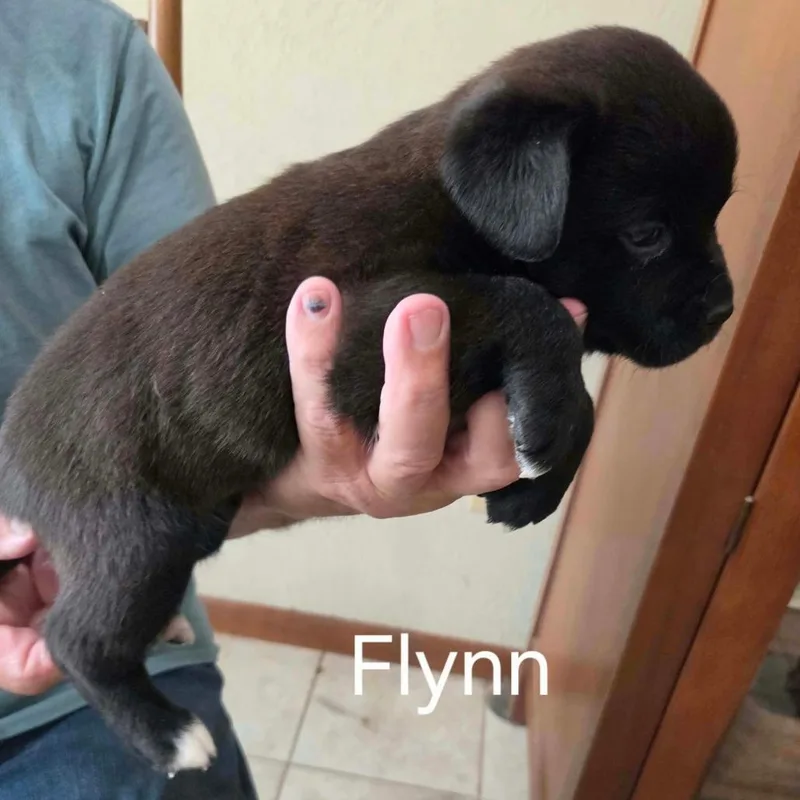 A baby small-sized male Shepherd dog named Flynn for adoption in Wadena, MN