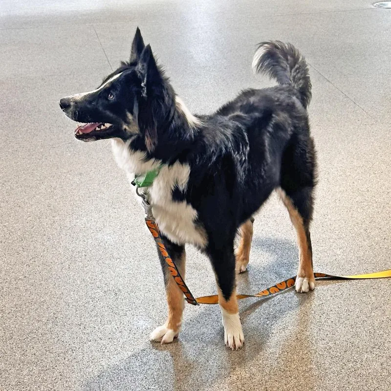 A young medium-sized female Mixed Breed dog named Koda for adoption in Hailey, ID