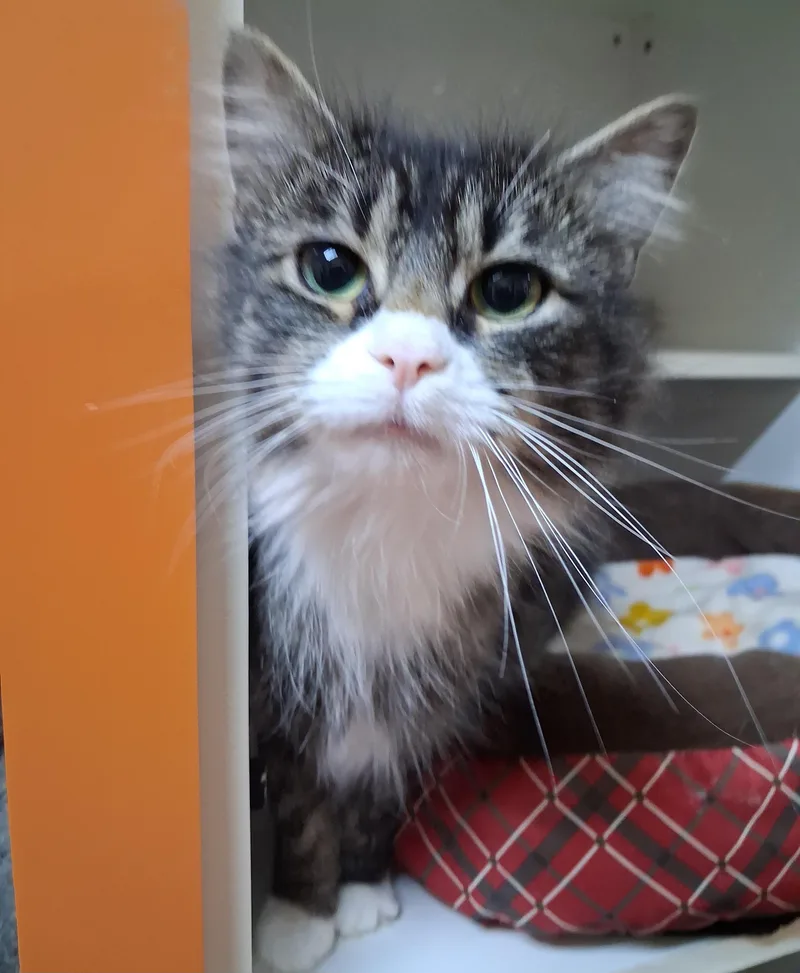 A young medium-sized female Tabby (Brown / Chocolate) Domestic Medium Hair cat named Rita for adoption in Accident, MD
