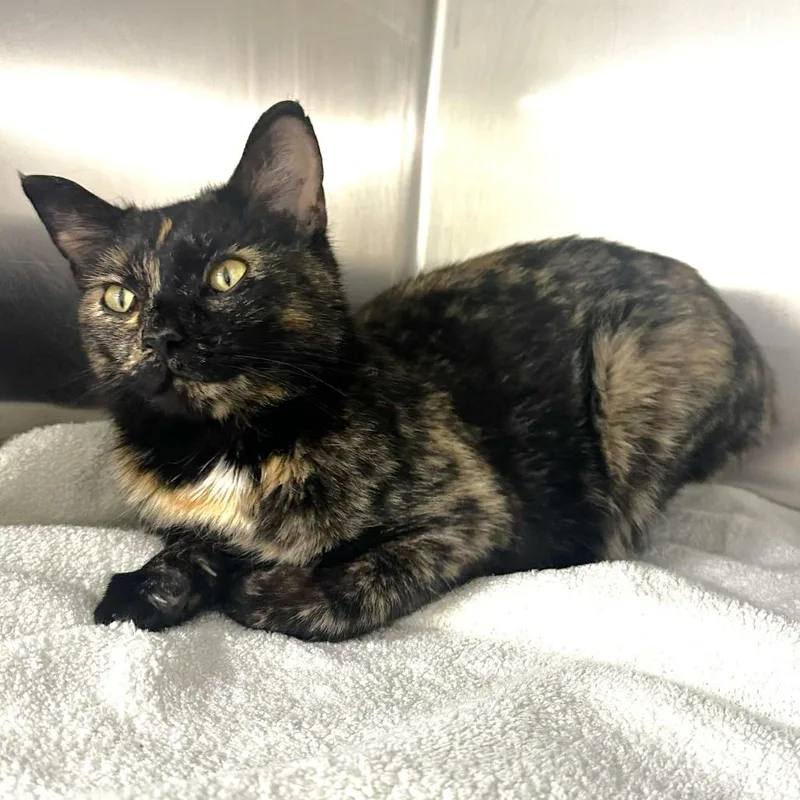 An adult large-sized female Domestic Short Hair cat named Sally for adoption in Warrensburg, MO