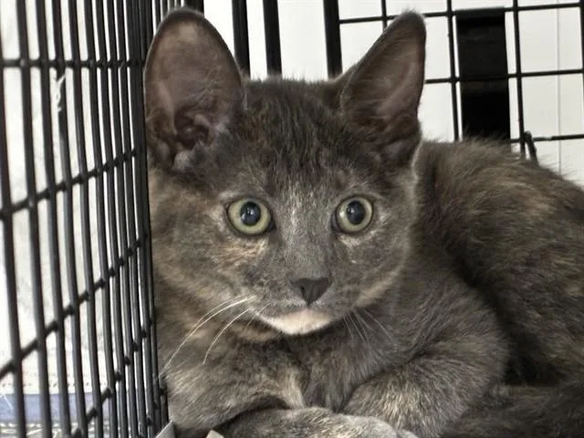 A baby small-sized female Domestic Short Hair cat named Flower for adoption in Fort Lauderdale, FL