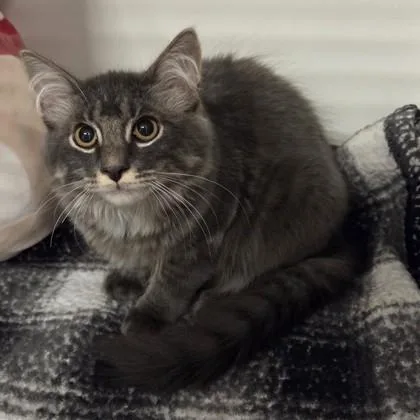 A baby large-sized male Domestic Medium Hair cat named Gargoyle for adoption in Voorhees, NJ