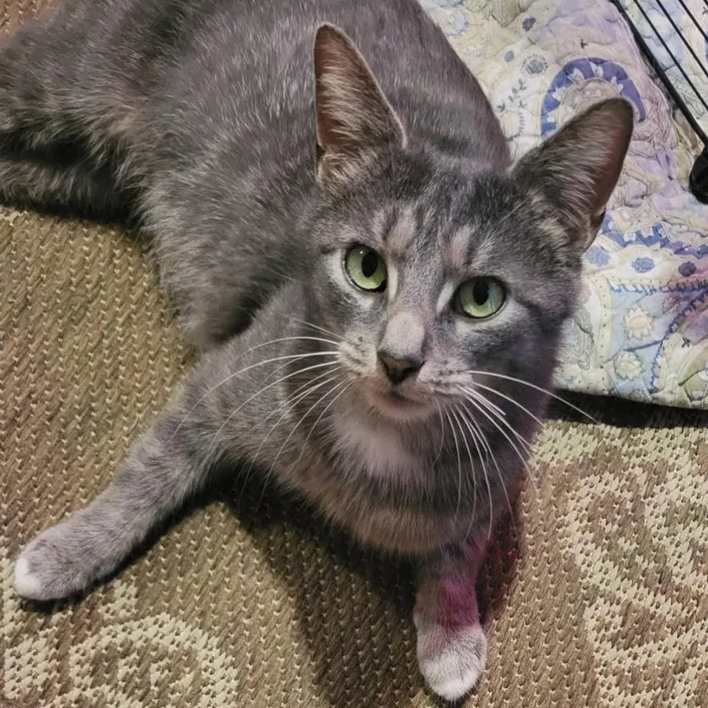 An adult medium-sized female Gray / Blue / Silver Domestic Short Hair cat named Mama Sadie for adoption in Middleburg Heights , OH