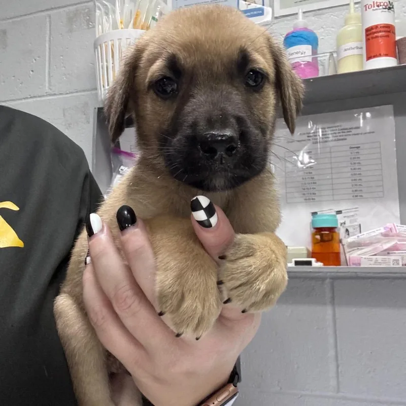 A baby small-sized female Black Mixed Breed dog named Pickle for adoption in Summerville, SC