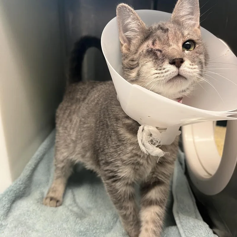 A baby small-sized female Domestic Short Hair cat named Mirielle for adoption in Fairport, NY