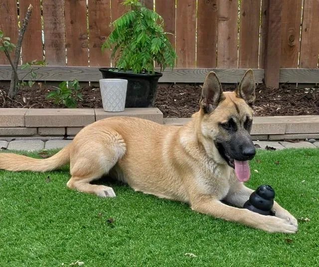 A baby small-sized male Black Belgian Shepherd / Malinois dog named Carter for adoption in Lafayette, CA