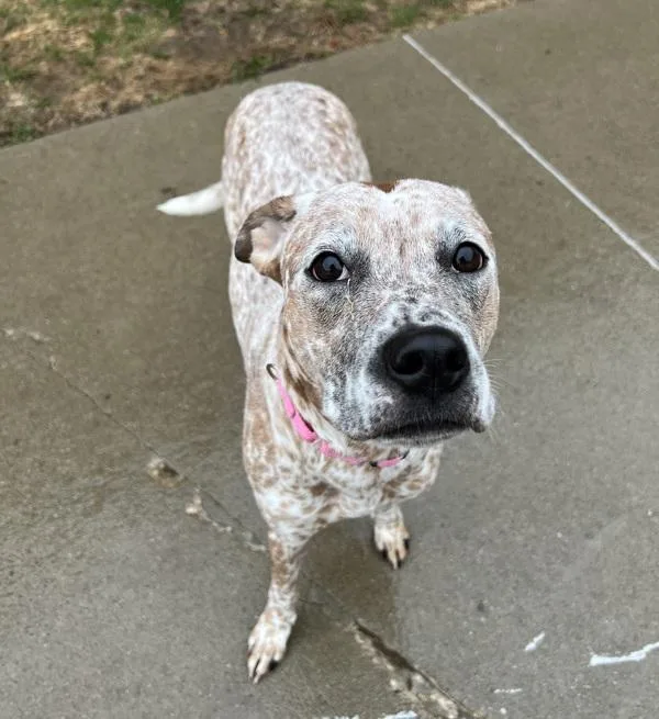 A young medium-sized female Australian Cattle Dog / Blue Heeler dog named Sandy for adoption in Sioux City, IA