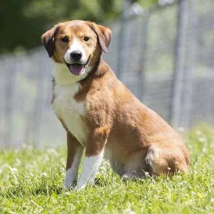 An adult medium-sized female Red / Chestnut / Orange Terrier dog named Todd for adoption in Bedford, IN