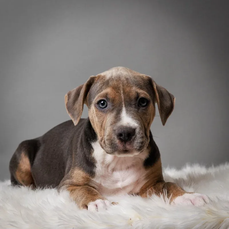 Tamarack thumbnail 2