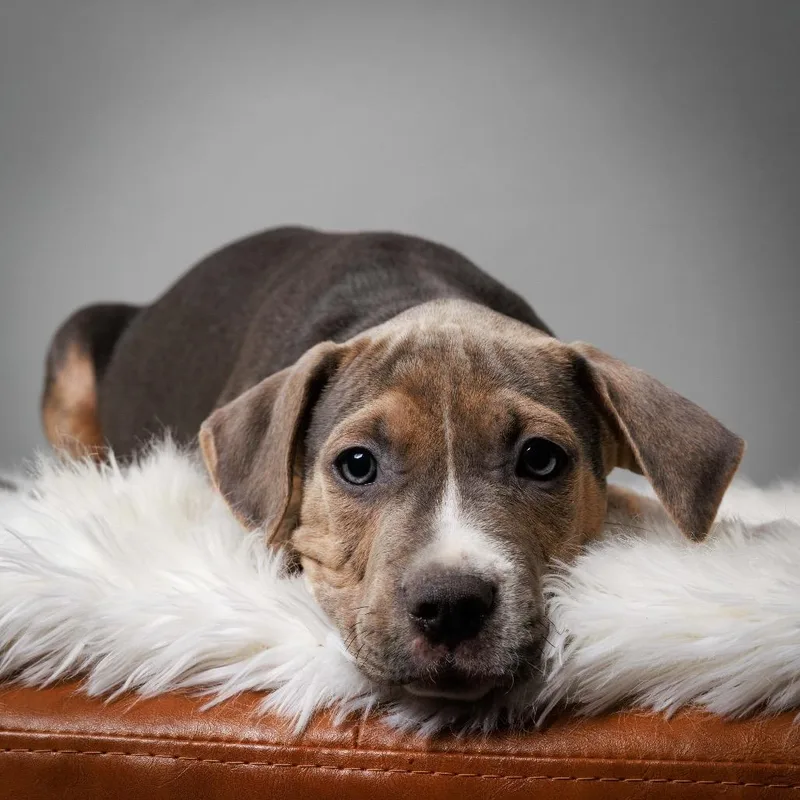 Tamarack thumbnail 3