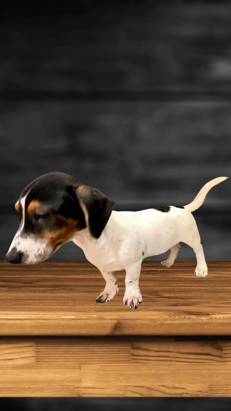 A young medium-sized male Terrier dog named Bailey Fka Marshall for adoption in Medfield, MA