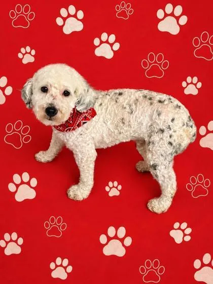 Pongo