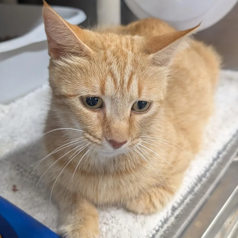 An adult medium-sized female Orange / Red Domestic Short Hair cat named Camillia for adoption in Jefferson city, TN