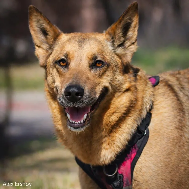 A young medium-sized female German Shepherd Dog dog named Anna for adoption in Allen, TX