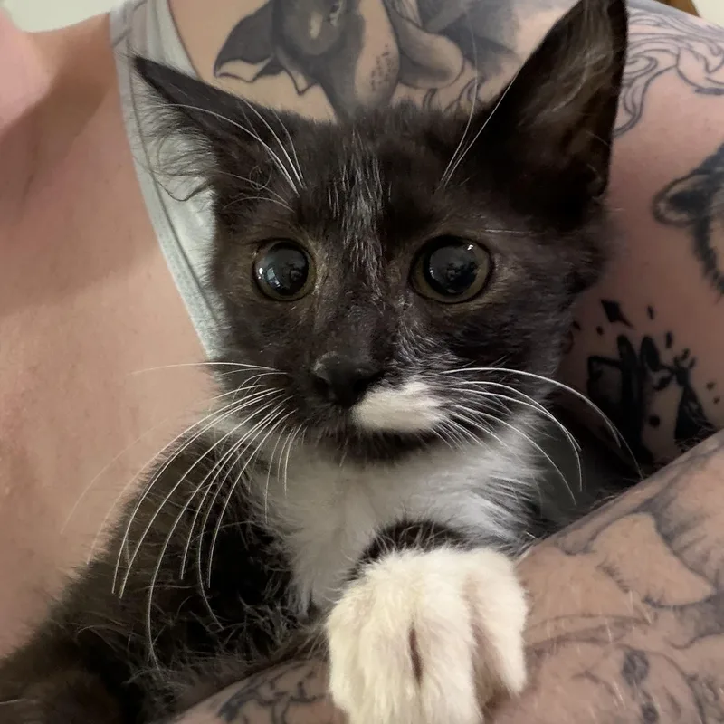 Simon