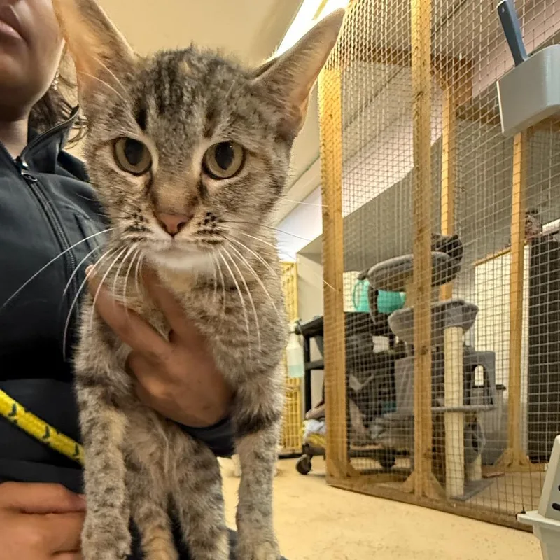 A young medium-sized female Gray / Blue / Silver Domestic Short Hair cat named Izzy for adoption in Madison, WI