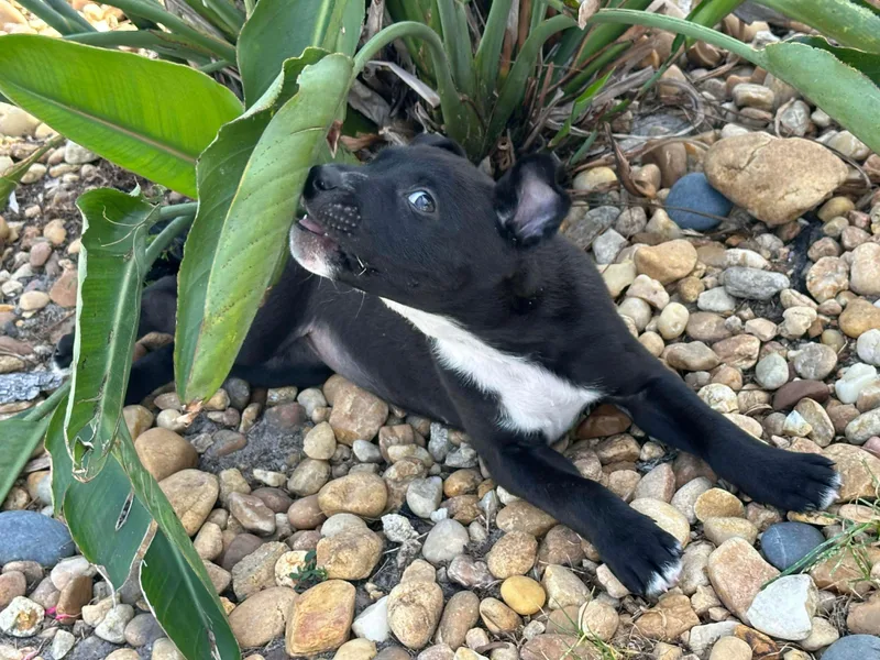 Sprinkles thumbnail 3