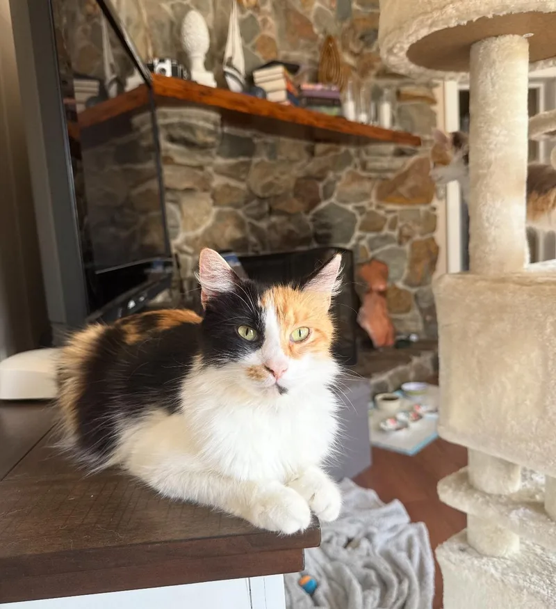 An adult medium-sized female Calico Calico cat named Mama for adoption in Tampa, FL