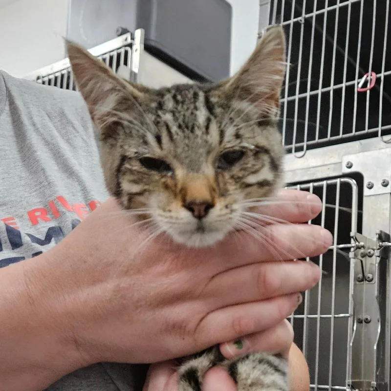 A young small-sized male Domestic Short Hair cat named Popel for adoption in Idaho Falls, ID