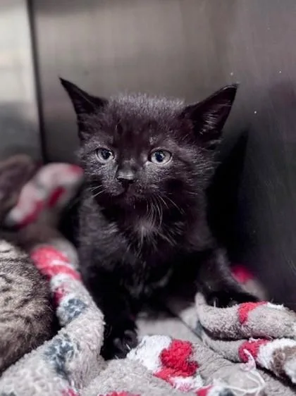 A baby small-sized female Black Domestic Short Hair cat named Guava At Petsmart In for adoption in Bishop, GA