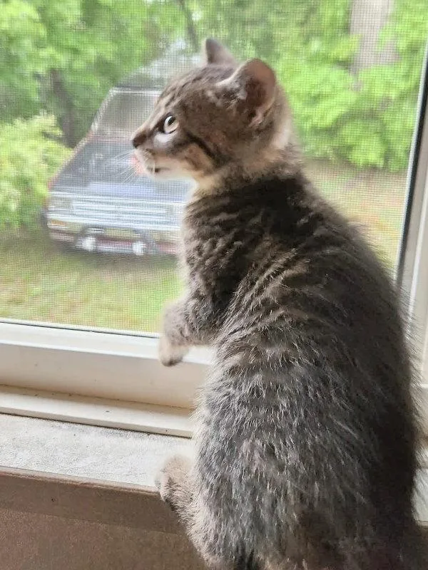 A young medium-sized female Tabby cat named Zeniba for adoption in Knoxville, TN