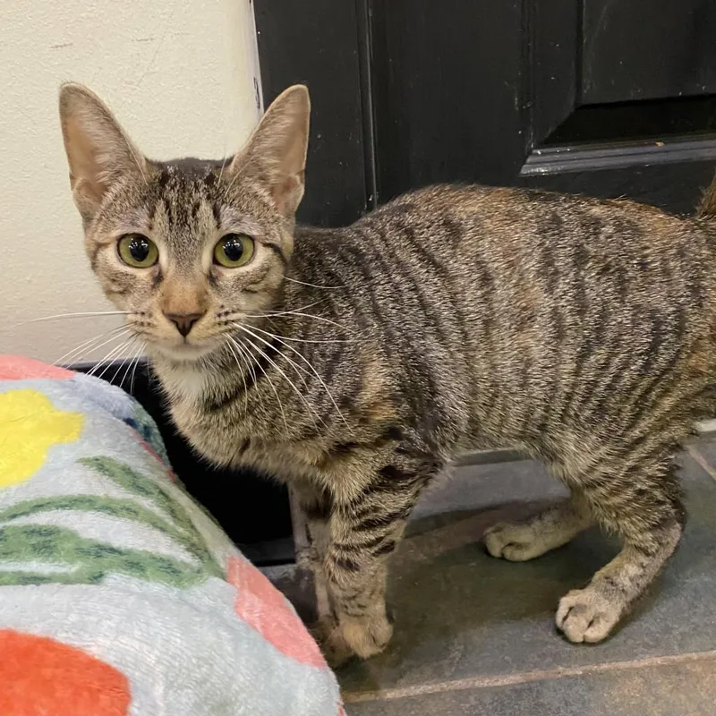An adult medium-sized female Brown / Chocolate Domestic Short Hair cat named Harlow AKA Frickstar for adoption in Hamburg, NY
