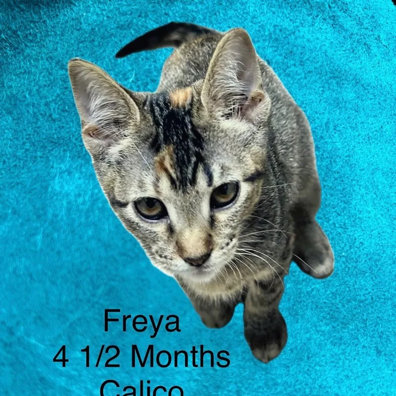 A baby small-sized female Gray / Blue / Silver Domestic Short Hair cat named Freya for adoption in Santa Fe, TX